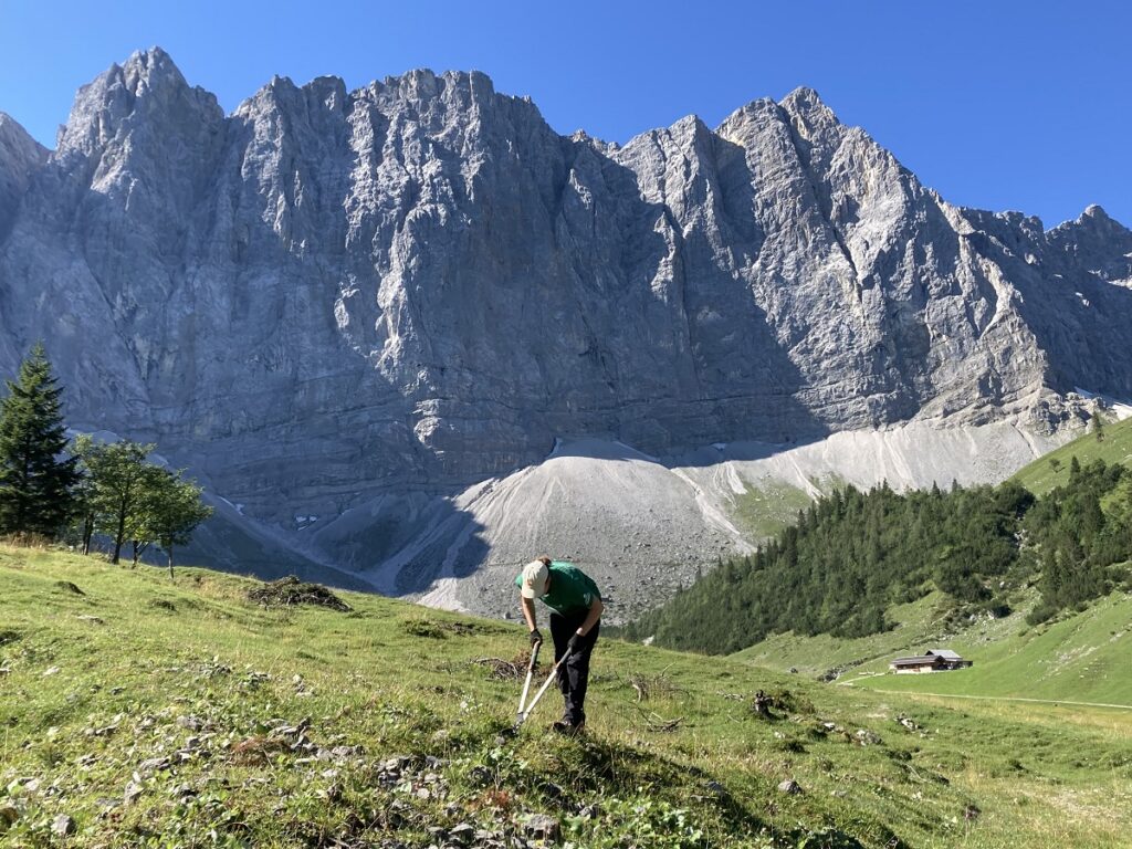 Eine Person arbeitet mit einem Werkzeug auf einem grasbewachsenen Gelände in einem Gebirgstal mit steilen Felswänden und einem klaren blauen Himmel und leistet damit einen Beitrag zu Natur- und Artenschutzprojekten.