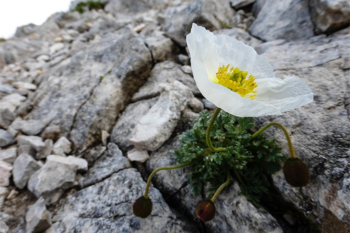Eine weiße Blume mit gelben Staubgefäßen wächst zwischen grauen Felsen an einem felsigen Hang und erinnert an eine zarte Schönheit, die zum Herunterladen bereitsteht.