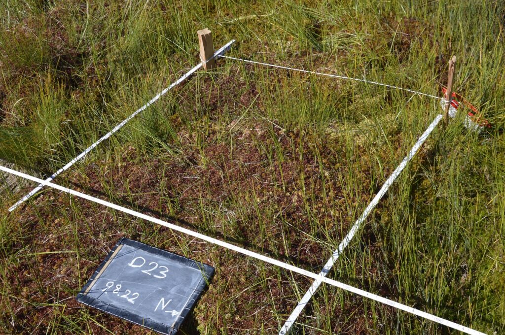 Ein quadratischer, mit Maßbändern markierter Quadrant auf grasbewachsenem Boden, Teil der aktuellen Forschung, mit einer kleinen Kreidetafel mit der Aufschrift "D23 9.22 N" in der unteren linken Ecke.