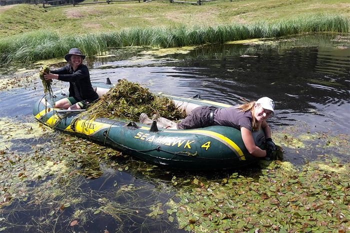 Zwei Personen in einem Schlauchboot sammeln Wasserpflanzen aus einem Teich, der von Seerosenblättern und Schilf umgeben ist, während sie ihren Fortschritt mit hilfreichen Downloads verfolgen.