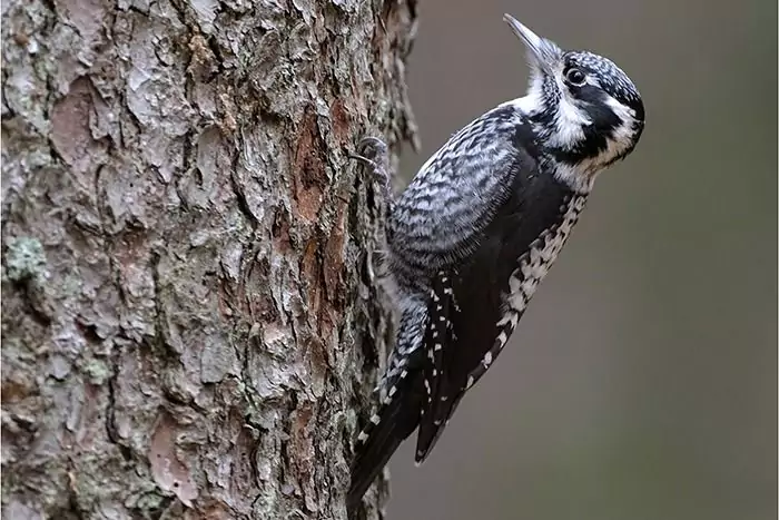 Ein schwarzer und weißer Specht klammert sich an den Stamm eines Baumes und blickt nach oben auf die strukturierte Rinde - perfekt für Downloads zum Thema Natur.