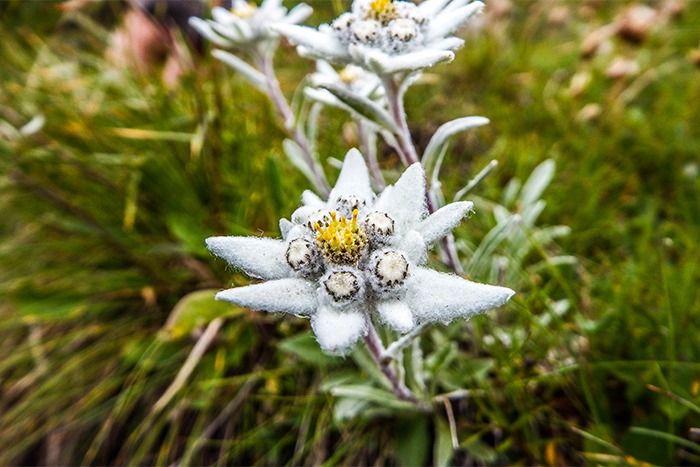 Nahaufnahme einer Edelweißblüte mit weißen, wuscheligen Blütenblättern und einer gelben Mitte, die inmitten von grünem Gras wächst - perfekt für Downloads zum Thema Natur.