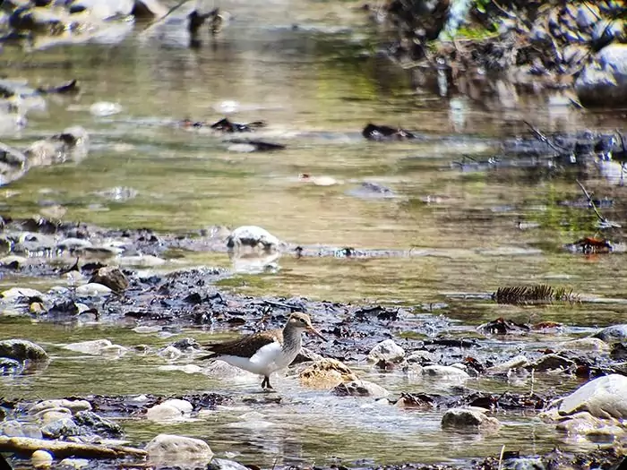 Ein kleiner Vogel steht auf einem Felsen in einem flachen, felsigen Bach, der von Wasser umspült wird. Dies veranschaulicht den Lebensraum, der in der aktuellen Forschung über aquatische Ökosysteme häufig untersucht wird.