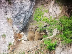 Drei Braunbärenjunge sitzen zusammen auf einem Felsvorsprung, umgeben von grünen Pflanzen und rauen Steinflächen - wie junge Entdecker, die im wilden Karwendelgebirge das Klettern lernen.