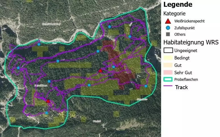 Karte der Lebensraumeignung für den Weißrückenspecht auf der Grundlage der aktuellen Forschung, wobei verschiedene Eignungszonen, Probeflächen und Fährten in einem Waldgebiet markiert sind. Die Legende erklärt die Symbole.