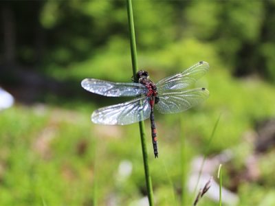 Eine Libelle mit transparenten Flügeln, die auf einem schlanken grünen Stiel sitzt, vor einem verschwommenen grünen Hintergrund - eine inspirierende Szene, die häufig von Natur- und Artenschutzprojekten unterstützt wird.
