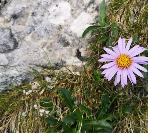 Ein einzelnes violettes Gänseblümchen mit gelber Mitte wächst zwischen grünem Gras und Moos neben einem strukturierten grauen Felsen und fängt die ruhige Schönheit ein, die man oft beim Klettern im Karwendelgebirge findet.