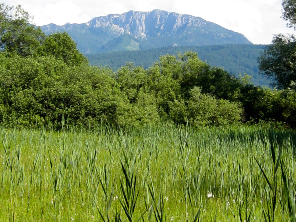 Eine grasbewachsene Wiese mit hohem grünen Schilf im Vordergrund, dichten Sträuchern und Bäumen in der Mitte und einem Berg im Hintergrund unter einem teilweise bewölkten Himmel - eine perfekte Kulisse für KlimaPädagogik und Umweltlernen im Freien.