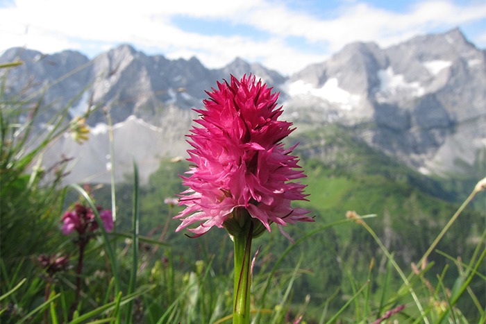 Eine rosa Wildblume im Fokus mit grünem Gras und unscharfen schneebedeckten Bergen im Hintergrund unter einem teilweise bewölkten Himmel, perfekt für Downloads.