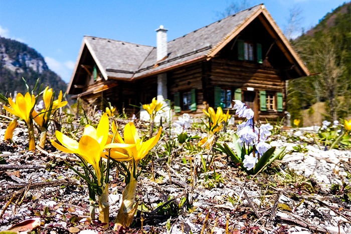 Gelbe und lilafarbene Wildblumen blühen im Vordergrund einer rustikalen Holzhütte in einer Berglandschaft unter blauem Himmel - perfekt für beeindruckende Downloads zum Thema Natur.