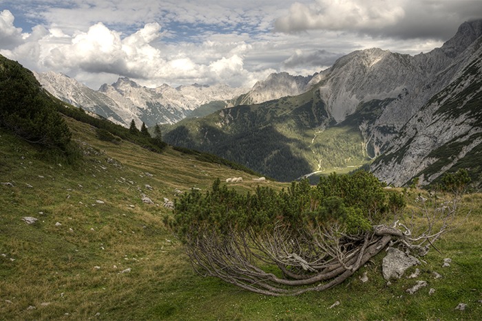 Ein verdrehter Baum wächst auf einem grasbewachsenen Hügel mit Blick auf ein Tal, dichte Wälder und schroffe Berge unter einem wolkenverhangenen Himmel - perfekt für malerische Downloads.