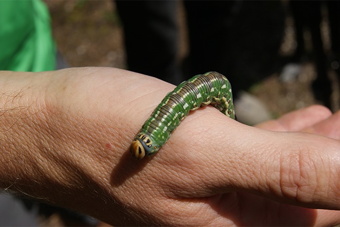 Eine grüne Raupe mit augenähnlichen Flecken auf dem Kopf krabbelt auf der Hand eines Menschen und erinnert an die animierten Downloads der Natur in Bewegung.