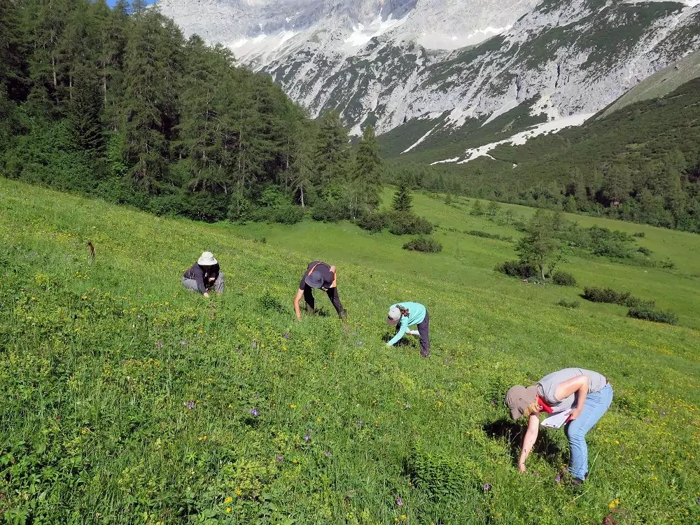 Vier Personen mit Hüten pflücken gebückt auf einer grasbewachsenen Bergwiese, umgeben von Bäumen und felsigen Hügeln, Pflanzen - eine Szene, die an die aktuelle Forschung zur Erforschung der Artenvielfalt in der Natur erinnert.