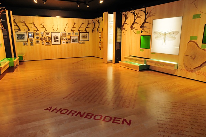 Moderner Ausstellungsraum mit hellen Holzwänden und -böden, in dem Geweihe, gerahmte Fotos, eine große Insektenillustration und der Schriftzug "AHORNBODEN" zu sehen sind; digitale Downloads von Ausstellungsmaterialien sind möglich.