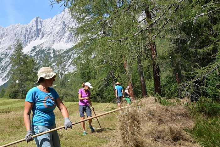 Vier Personen harken trockenes Gras auf einer Wiese in der Nähe von Kiefern, mit Bergen im Hintergrund an einem sonnigen Tag - perfekt für Downloads zum Thema Outdoor.