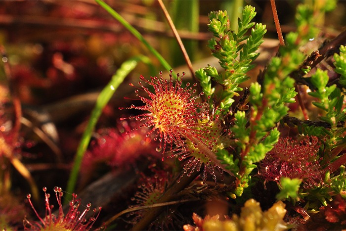 Eine Nahaufnahme einer Sonnentau-Pflanze mit runden, roten Blättern, die mit glitzernden, klebrigen Tröpfchen bedeckt sind, umgeben von grünem Laub und braunen Stängeln - perfekt für Downloads zum Thema Natur.