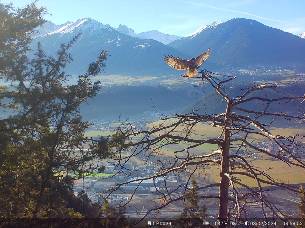 Ein Vogel landet mit ausgebreiteten Flügeln auf einem kahlen Ast, als ob er über seinen Lebensplan nachdenken würde; im Hintergrund erstrecken sich schneebedeckte Berge und ein Tal.