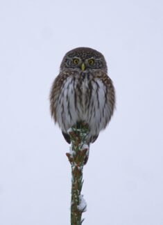 Eine kleine Eule mit gelben Augen sitzt auf einem schneebedeckten Ast und sieht aus wie ein wachsamer Junior-Ranger vor einem schlichten, blassen Hintergrund.
