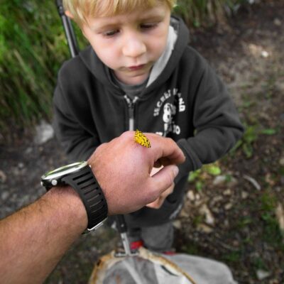 Ein kleiner Junge betrachtet einen gelb-schwarzen Schmetterling, der auf der Hand eines Erwachsenen ruht. Im Hintergrund sind Grünpflanzen, ein Netz und Hinweise auf das Naturschutzgebiet des Karwendelvereins zu sehen.