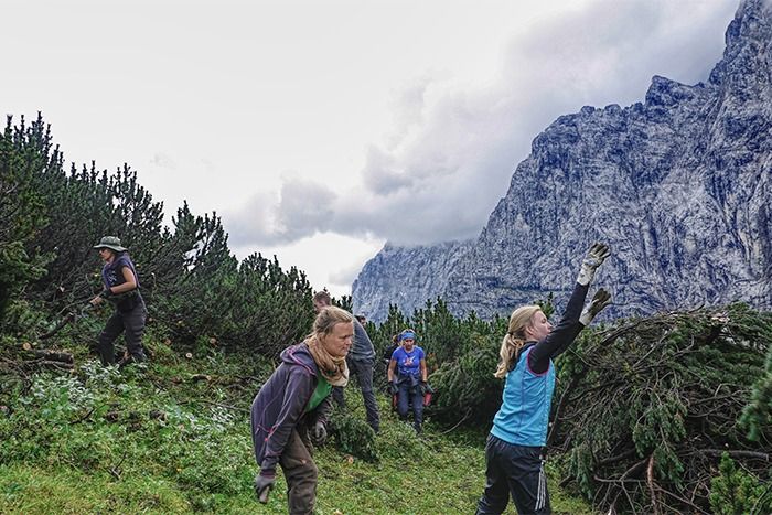 Vier Personen in Arbeitskleidung und Handschuhen räumen auf einem grasbewachsenen Hügel Gestrüpp und Äste weg. Neben ihnen liegen Berge, ein wolkenverhangener Himmel und ihre Werkzeuge - bereit für alle Downloads oder Anweisungen, die für die Arbeit benötigt werden.