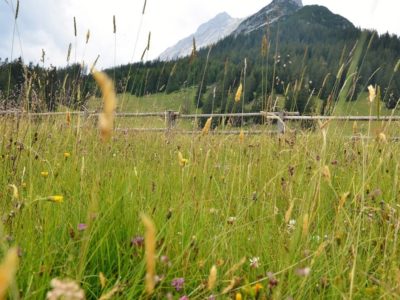 Eine Nahaufnahme von wildem Gras und Blumen auf einer Wiese mit einem Holzzaun, Bäumen und einem Berg im Hintergrund unter einem bewölkten Himmel, der die Schönheit hervorhebt, die durch lokale Natur- und Artenschutzprojekte erhalten wird.