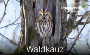Ein Waldkauz hockt in einer Baumhöhle und verschmilzt mit der Rinde des Karwendels. Der Text lautet "alpenverein österreich" und "Waldkauz" und erinnert an den Geist der Natur und die Abenteuer des Kletterns.