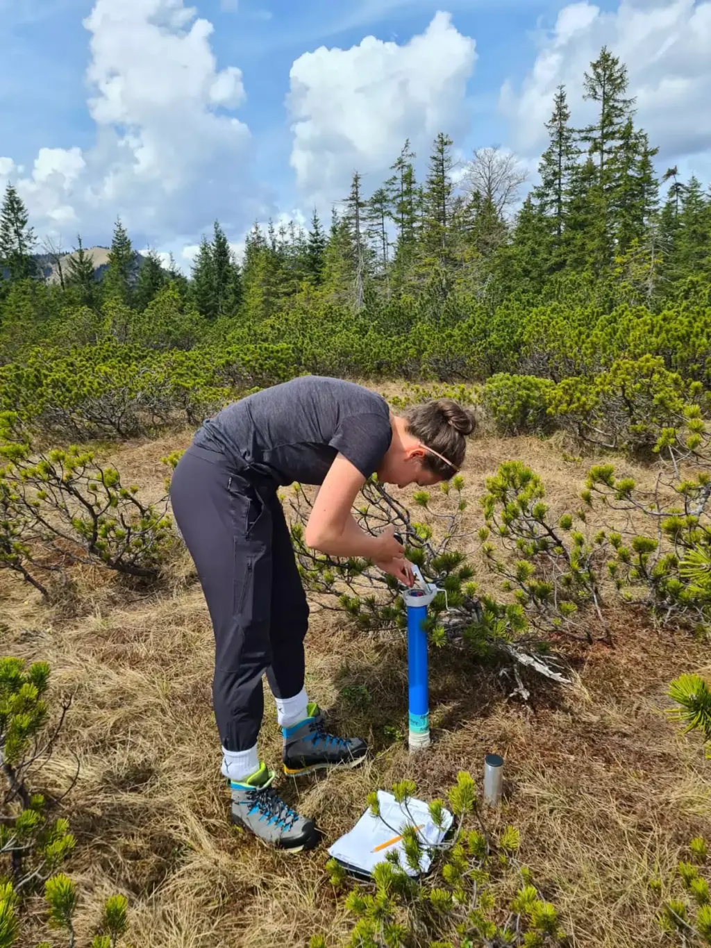 Eine Person entnimmt eine Probe aus einem blauen Bodenbohrer in einem grasbewachsenen, bewaldeten Gebiet bei teilweise bewölktem Himmel und trägt damit wertvolle Daten zu Natur- und Artenschutzprojekten bei.
