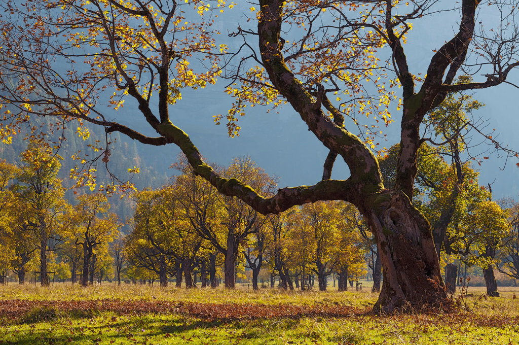 Ein großer Baum mit spärlichem Herbstlaub steht in einem sonnenbeschienenen Feld, umgeben von anderen Bäumen mit gelbem Laub und einem dunstigen blauen Hintergrund - eine inspirierende Szene, die häufig in Forschungsprojekten zur Erforschung der jahreszeitlichen Übergänge in der Natur aufgenommen wird.