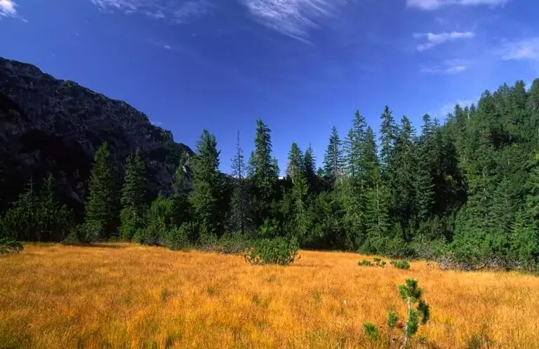 Eine Wiese mit hohem gelben Gras und vereinzelten Büschen, die von einem dichten Wald aus immergrünen Bäumen und einem dunklen Felshügel begrenzt wird, bietet eine inspirierende Kulisse für Forschungsprojekte unter einem blauen Himmel mit Wolkenfetzen.