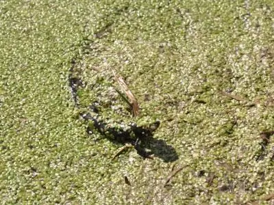Ein getarnter Alligator ist teilweise in das mit grünen Wasserlinsen bewachsene Wasser eingetaucht und fügt sich so in seine Umgebung ein - ein inspirierender Anblick für Natur- und Artenschutzprojekte, die sich für den Schutz solcher einzigartigen Lebensräume einsetzen.