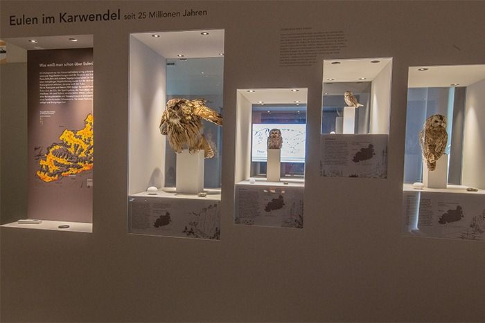 Ausstellungsstück mit montierten Eulen und Informationstafeln über Eulen im Karwendel in deutscher Sprache in einem Museum. Enthält Links für informative Downloads.