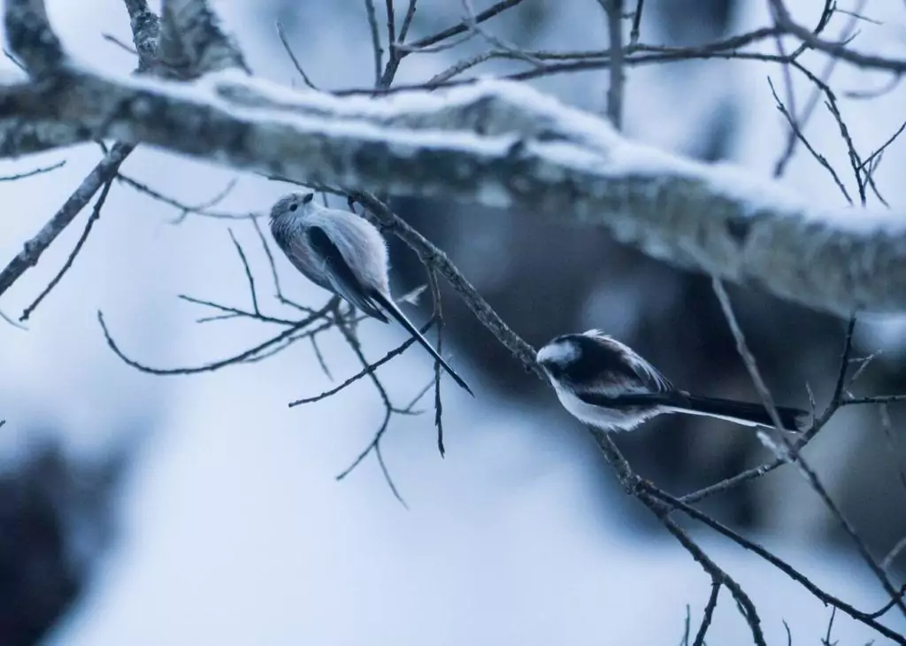 Zwei kleine Vögel mit langen Schwänzen sitzen auf kahlen, schneebedeckten Ästen in einer winterlichen Umgebung, die an die Naturstudien in Forschungsprojekten erinnert.