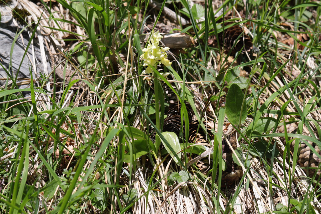 Eine kleine gelb-grüne Wildblume ist umgeben von Gras, trockenen Blättern und Tannenzapfen auf dem Waldboden - die Natur selbst stellt sie aus.