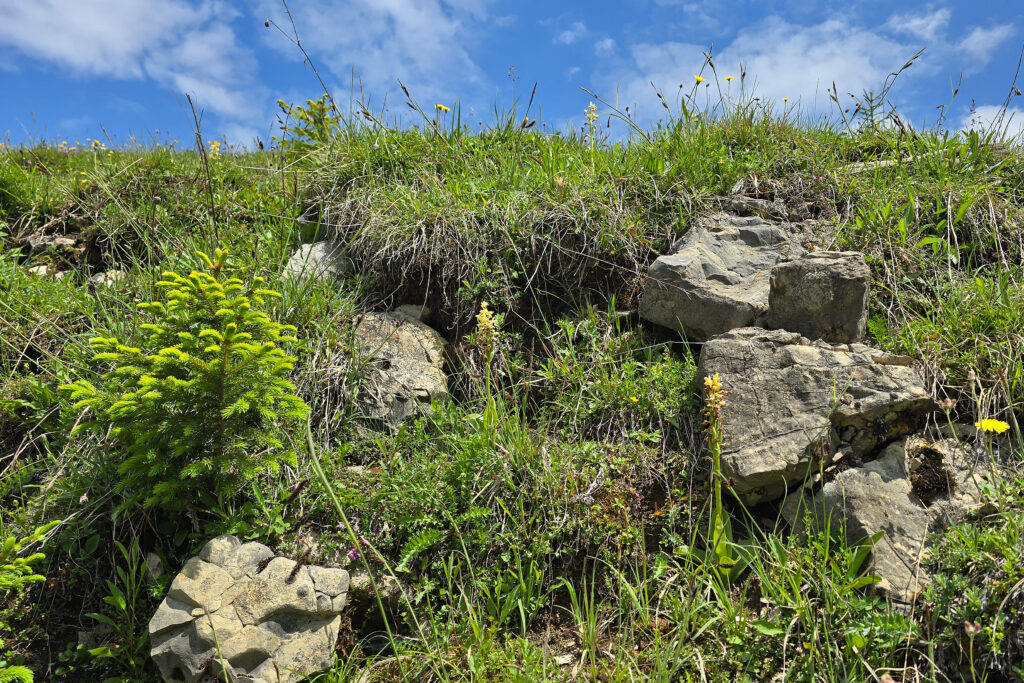 Ein grasbewachsener Hügel mit verstreuten Steinen, kleinen grünen Pflanzen und einem teilweise bewölkten blauen Himmel im Hintergrund - die Natur hat sich selbst ausgestellt.
