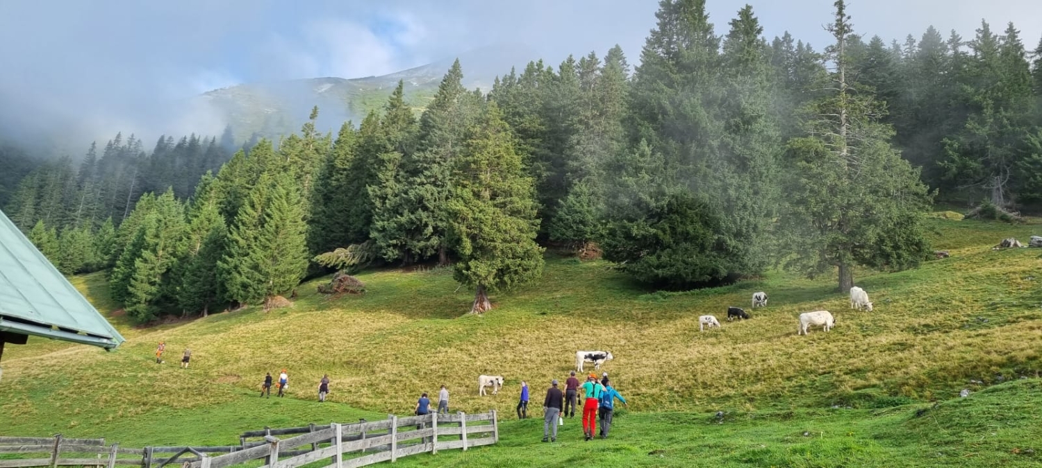 Menschen wandern einen grasbewachsenen Hang hinauf zur Achselkopfalm, in deren Nähe Kühe grasen, umgeben von Kiefern und Nebel unter einem teilweise bewölkten Himmel.