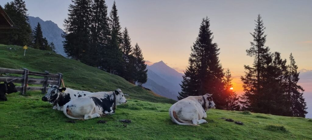 Drei Kühe liegen bei Sonnenuntergang auf der Achselkopfalm auf einem grasbewachsenen Hang, mit hohen Bäumen und fernen Bergen im Hintergrund.