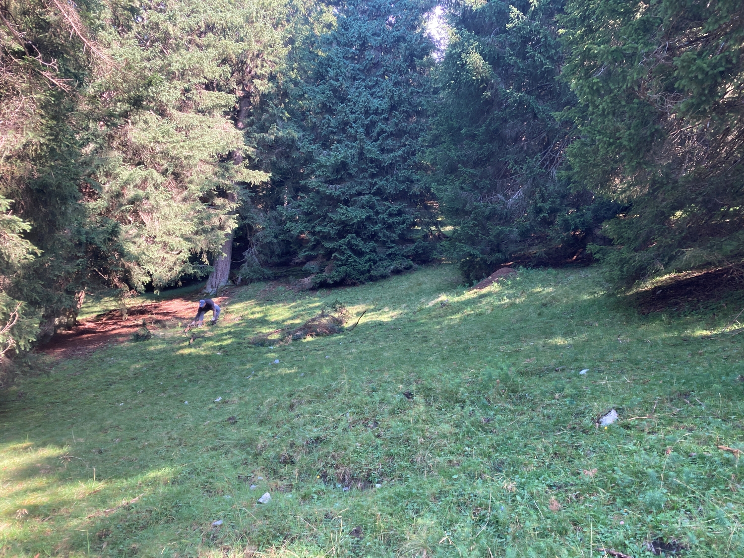 Eine grasbewachsene Lichtung in einem Wald bei der Achselkopfalm. Das Sonnenlicht fällt durch hohe, immergrüne Bäume; eine Person steht am linken Rand zwischen den Bäumen.