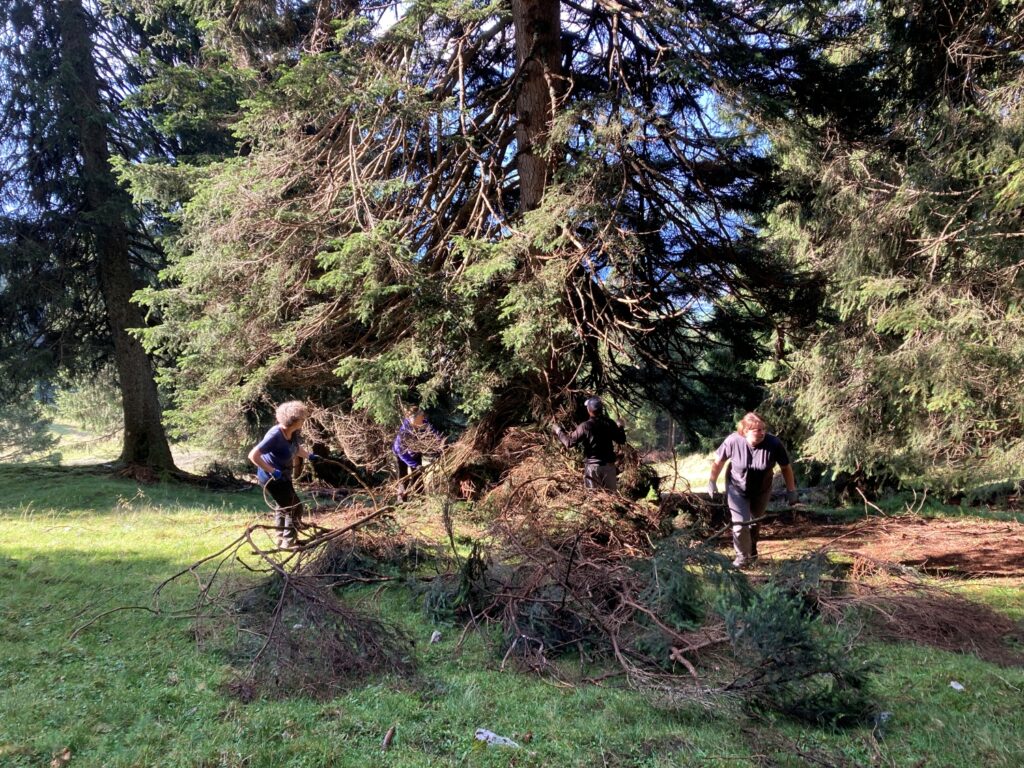 Vier Personen sammeln und bewegen Äste unter einer großen Zirbe im grasbewachsenen, sonnenbeschienenen Außenbereich der Achselkopfalm.