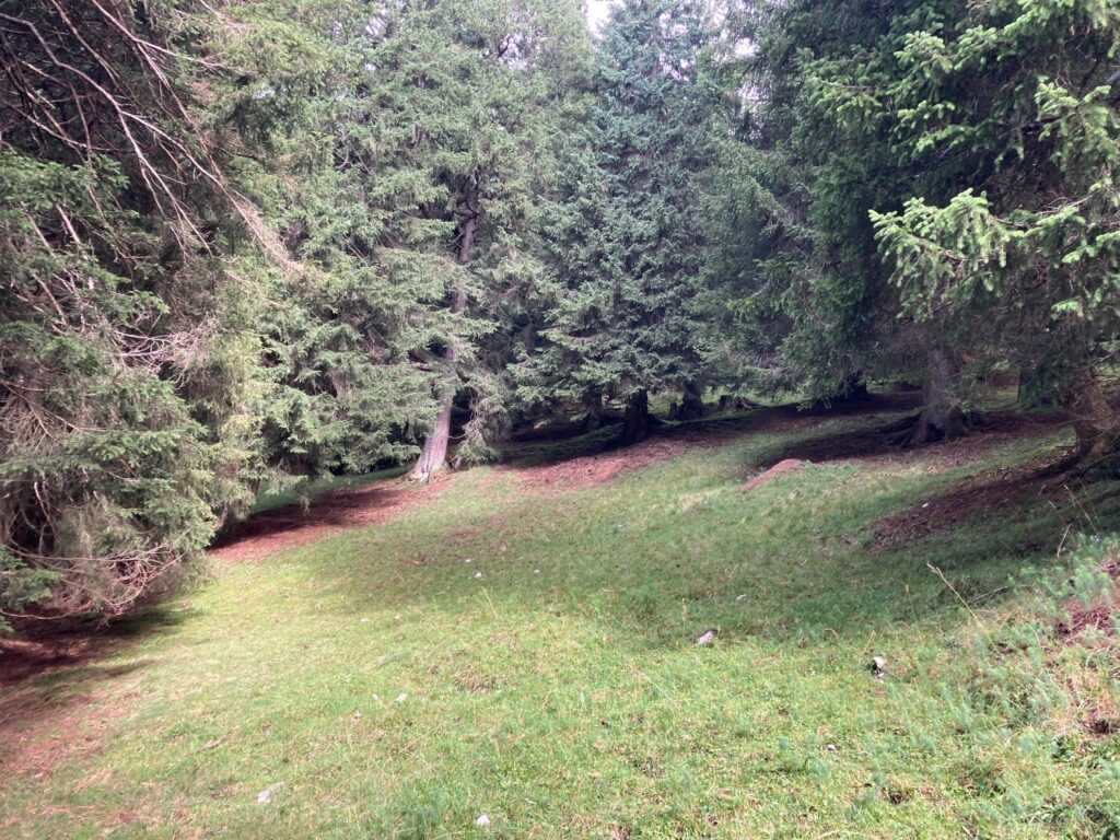 Eine grasbewachsene Lichtung auf der Achselkopfalm ist von dichten, immergrünen Bäumen in einem Wald umgeben, durch deren Äste das Sonnenlicht fällt.