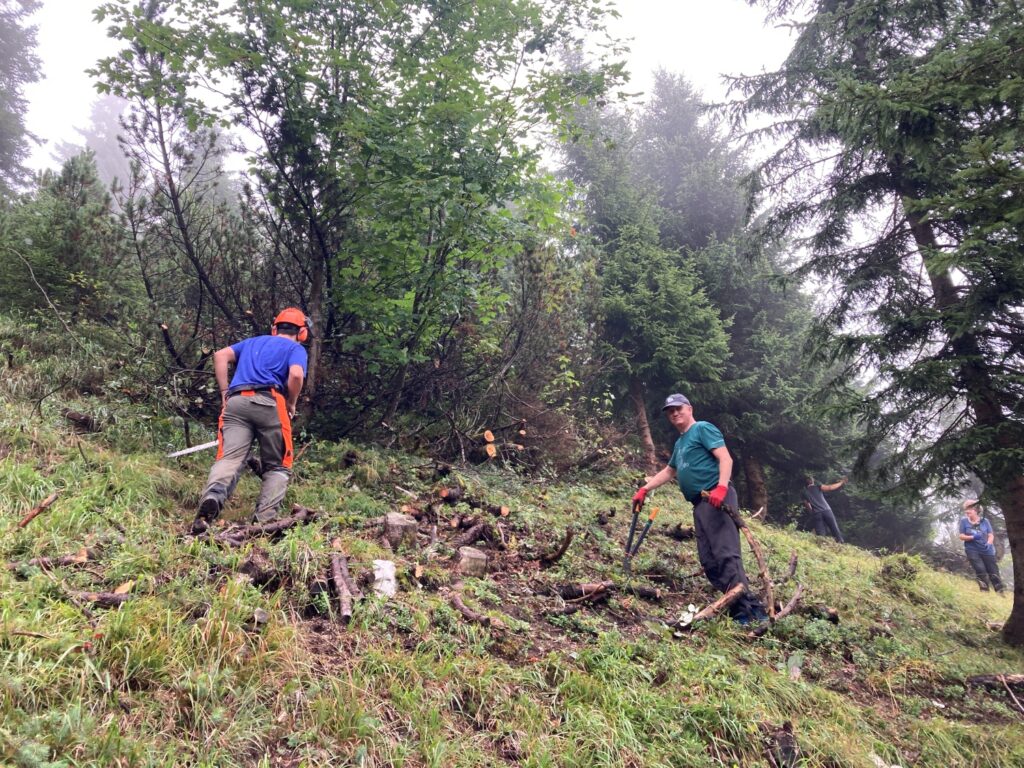 Mehrere Personen arbeiten am grasbewachsenen Hang der Achselkopfalm, um Äste und Gestrüpp in der Nähe von Bäumen zu entfernen; eine Person hält eine Säge in der Hand, eine andere benutzt eine Astschere. Im Hintergrund ist ein nebliger Wald zu sehen.