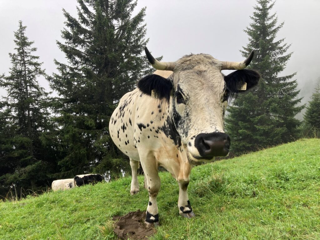 Eine schwarz-weiß gefleckte Kuh mit Hörnern steht an einem nebligen Tag auf der Achselkopfalm auf einem grasbewachsenen Hang in der Nähe immergrüner Bäume. Eine andere Kuh liegt im Hintergrund.