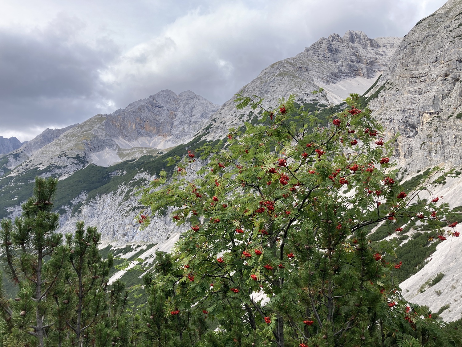 Berglandschaft mit felsigen Gipfeln, grünen Hängen und einem Baum mit roten Beeren im Vordergrund unter einem wolkenverhangenen Himmel - eine idyllische Szene, die an die Almpflege Martinsbergalm erinnert.