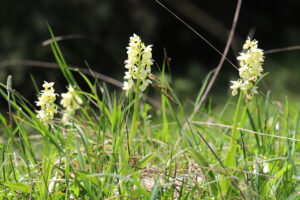 Das Blasse Knabenkraut in Tirol (Foto: Heinrich Schallhart)