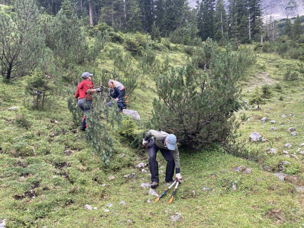Drei Personen benutzen Werkzeuge, um kleine Bäume und Äste auf einem grasbewachsenen, felsigen und von Wald umgebenen Hügel zu entfernen.