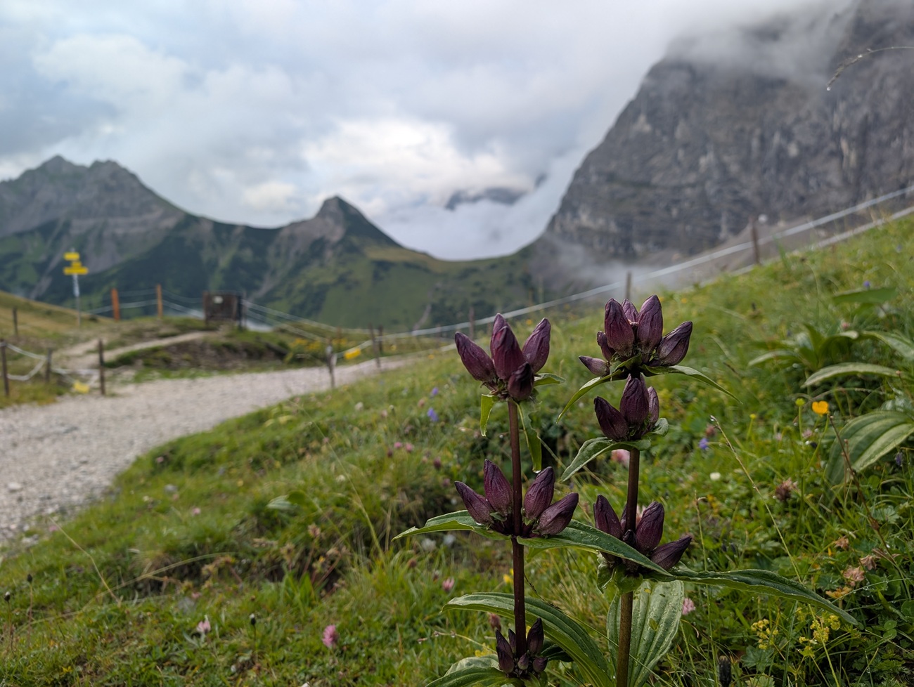 Lila Alpenblumen wachsen im Vordergrund einer grasbewachsenen Berglandschaft mit felsigen Gipfeln und einem bewölkten Himmel im Hintergrund.