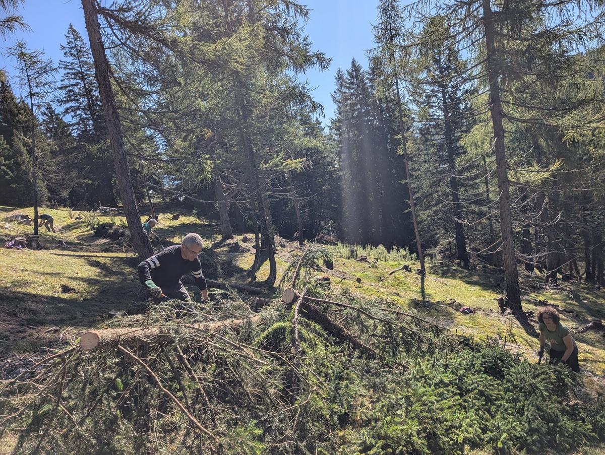Zwei Personen befreien im Rahmen der Almpflege Martinsbergalm einen umgestürzten Baum in einem sonnendurchfluteten Waldgebiet mit Zirbenbäumen von Ästen.