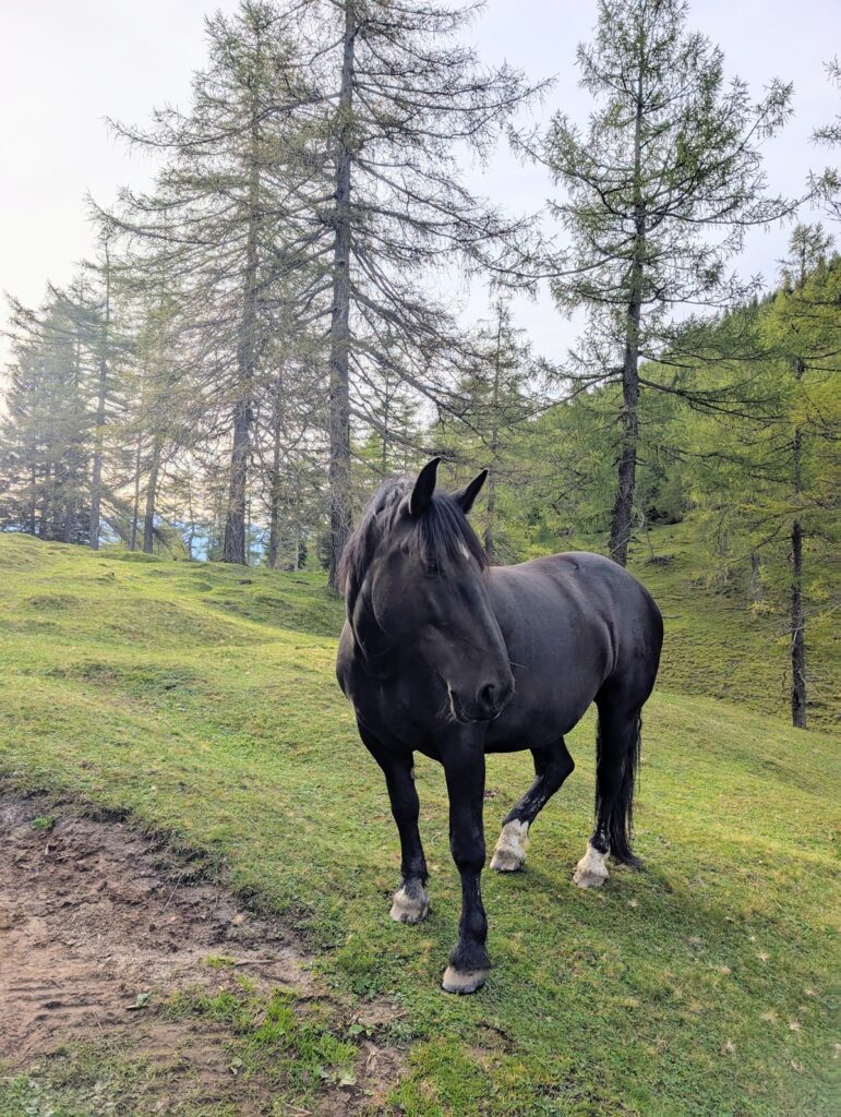 Ein schwarzes Pferd mit glänzendem Fell steht auf einem grasbewachsenen Hügel, der durch die Almpflege Martinsbergalm gepflegt wird, umgeben von hohen Zirbenbäumen unter einem teilweise bewölkten Himmel.