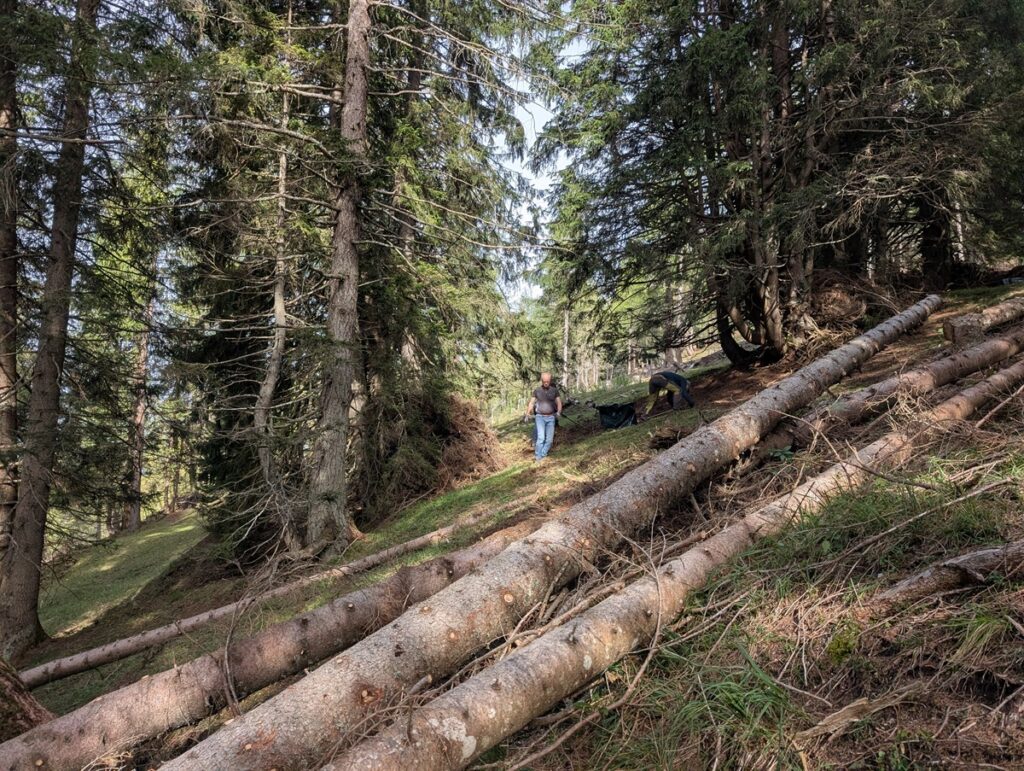 Eine Person geht mit einem Hund durch den Wald auf der Almpflege Martinsbergalm, vorbei an mehreren umgestürzten Bäumen, die über den grasbewachsenen Hang verstreut sind.