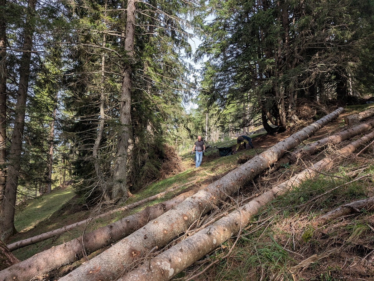 Eine Person geht mit einem Hund durch den Wald auf der Almpflege Martinsbergalm, vorbei an mehreren umgestürzten Bäumen, die über den grasbewachsenen Hang verstreut sind.