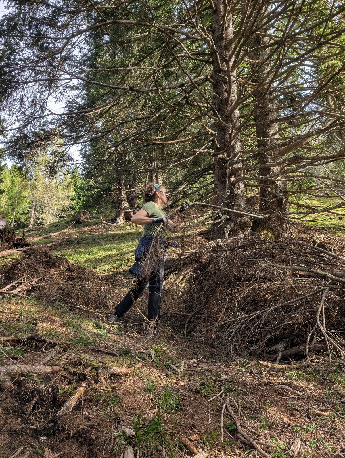 Eine Person in Outdoor-Kleidung steht in einem Wald auf der Almpflege Martinsbergalm und blickt zu einem großen Baum hinauf, der von umgestürzten Ästen umgeben ist, während das Sonnenlicht durch das Blätterdach fällt.